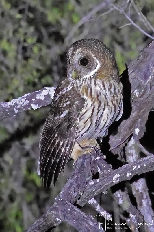 Mottled Owl (02).jpg