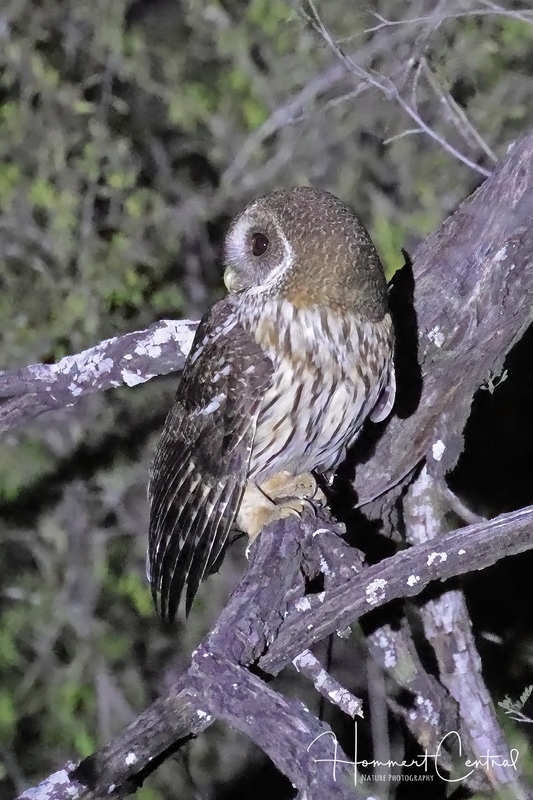 Mottled Owl (03).jpg