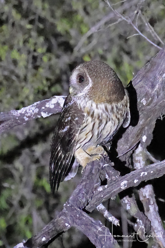 Mottled Owl (04).jpg
