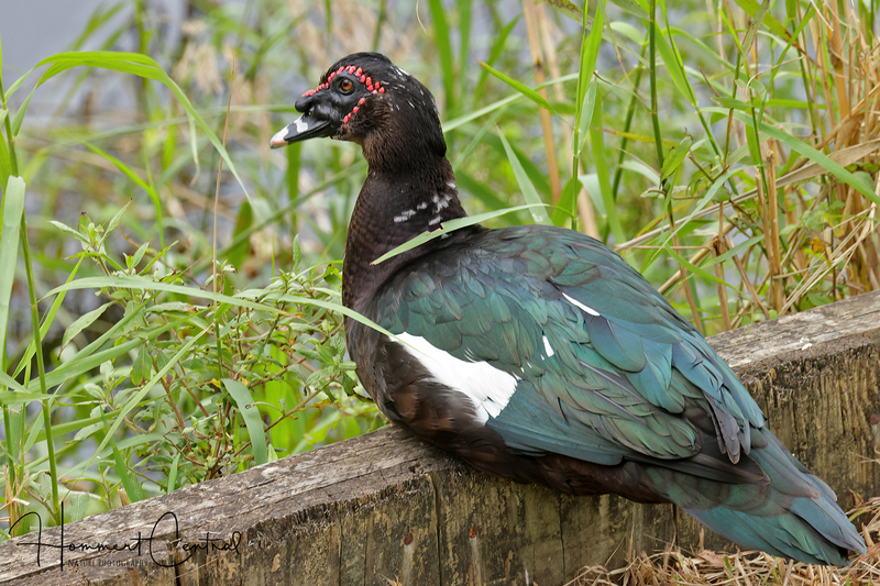 Muscovy Duck (feral) (07).jpg
