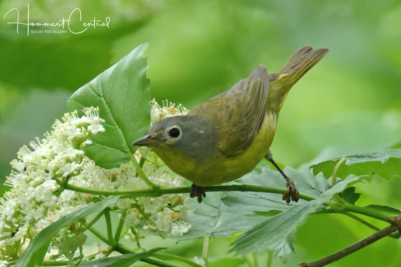 Nashville Warbler (19).jpg