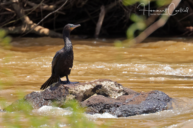 Neotropic Cormorant (08).jpg