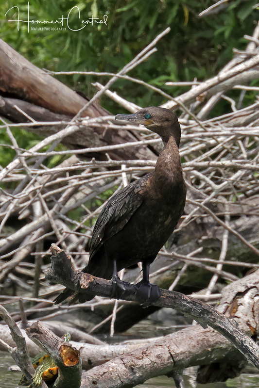 Neotropic Cormorant (09).jpg