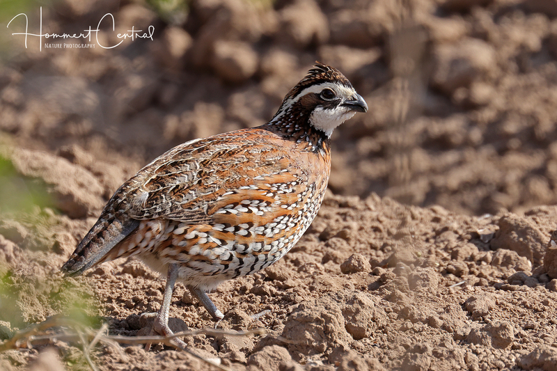 Northern Bobwhite (10).jpg