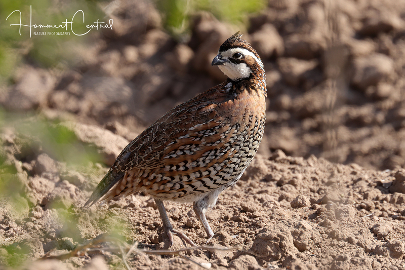 Northern Bobwhite (11).jpg