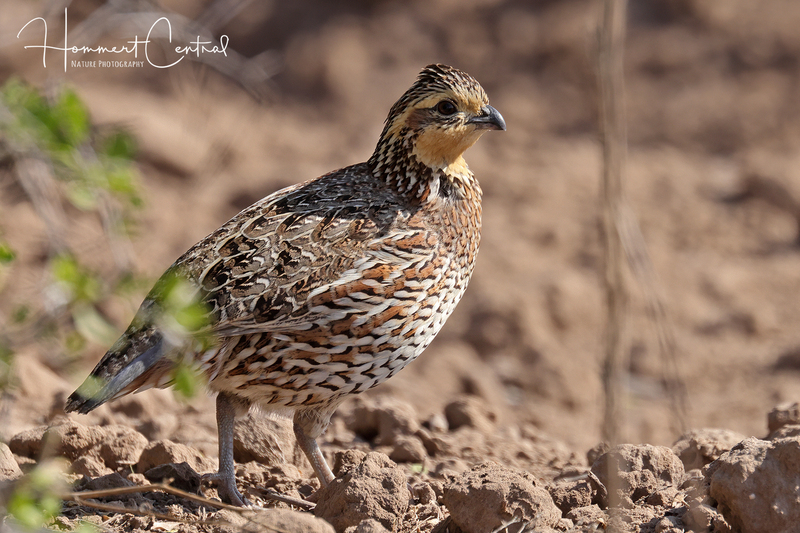 Northern Bobwhite (female) (03).jpg