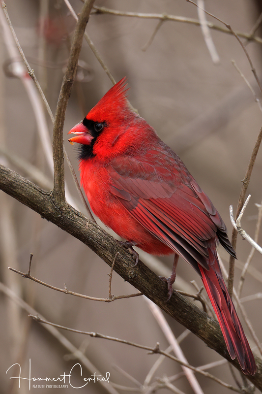 Northern Cardinal (14).jpg