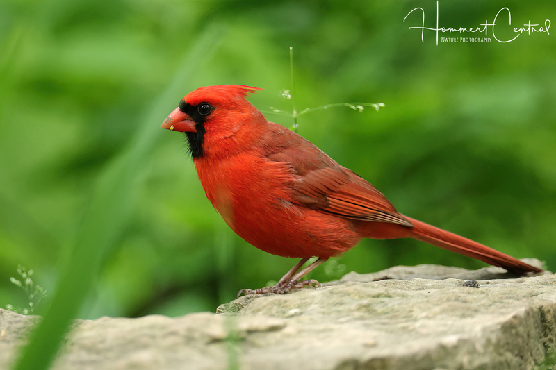 Northern Cardinal (15).jpg