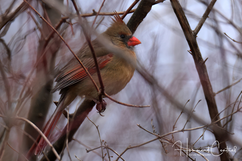 Northern Cardinal (female) (10).jpg