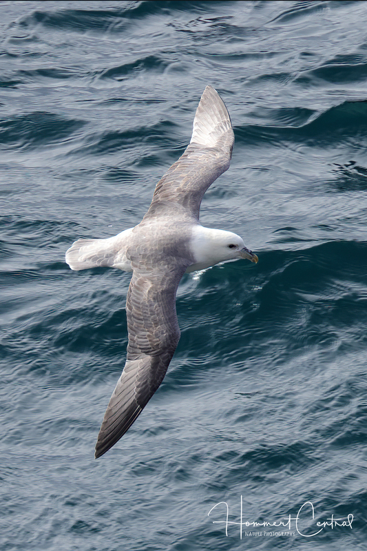 Northern Fulmar (Atlantic) (05).jpg