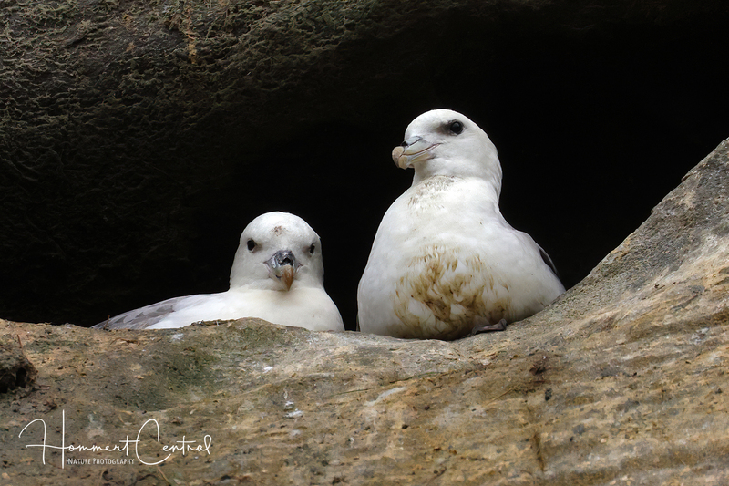 Northern Fulmar (Atlantic) (06).jpg