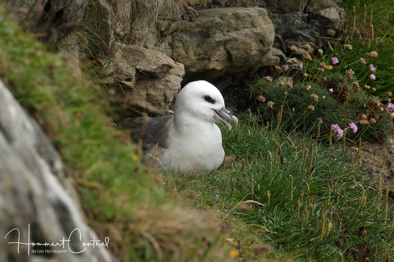 Northern Fulmar (Atlantic) (07).jpg