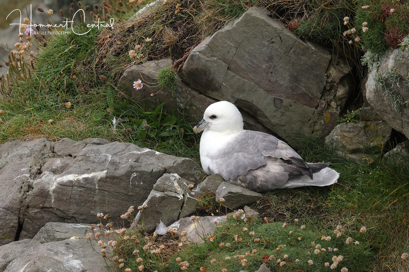 Northern Fulmar (Atlantic) (08).jpg