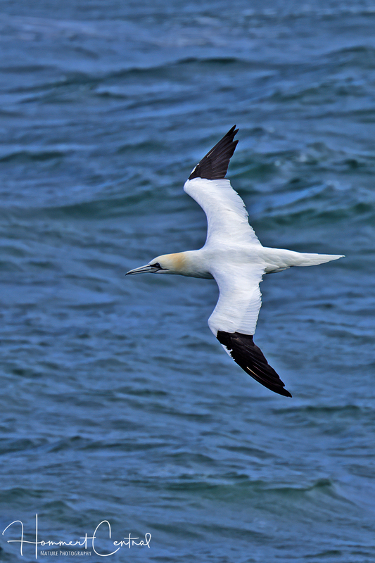 Northern Gannet (06).jpg