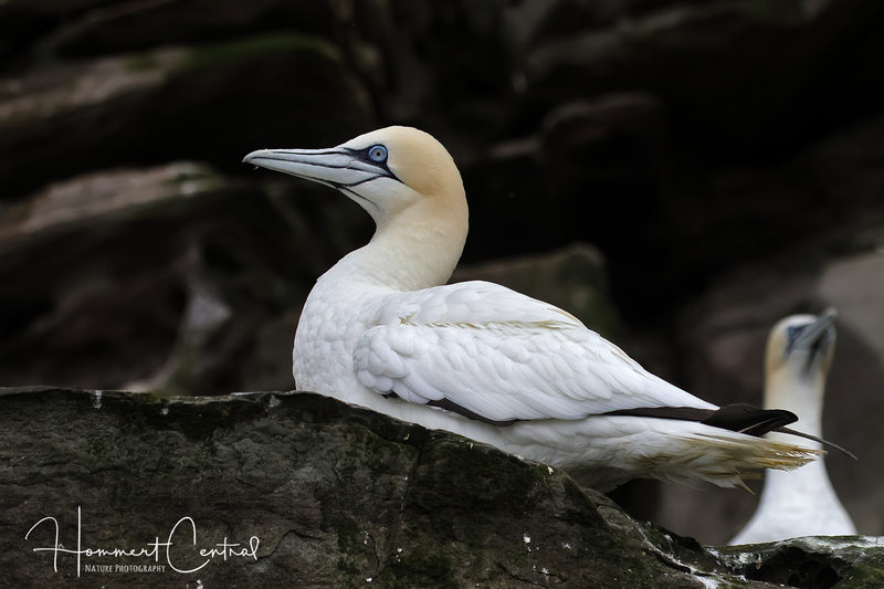 Northern Gannet (07).jpg