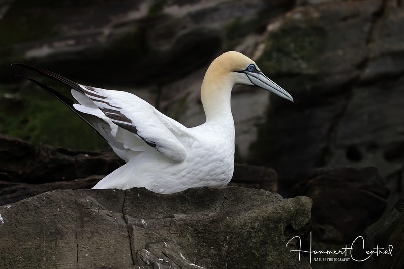 Northern Gannet (08).jpg