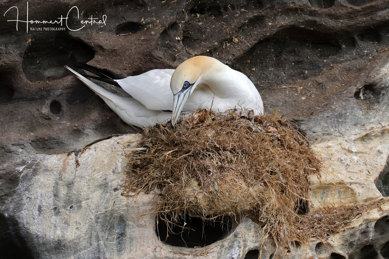 Northern Gannet (09).jpg
