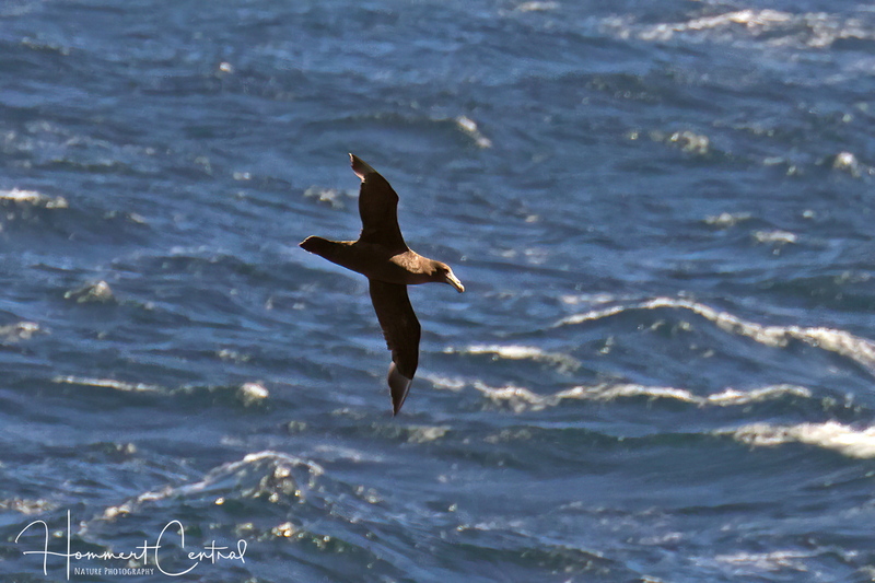 Northern Giant Petrel (01).jpg