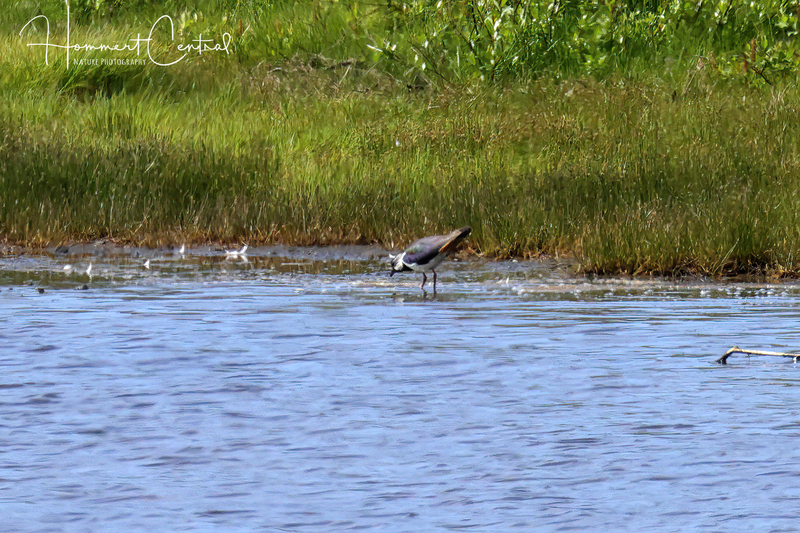 Northern Lapwing (01).jpg