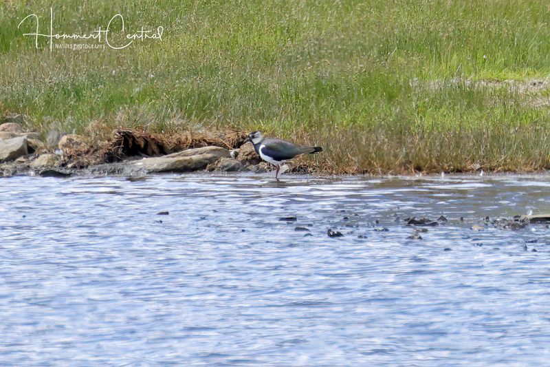 Northern Lapwing (02).jpg
