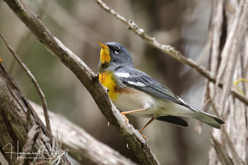 Northern Parula (07).jpg