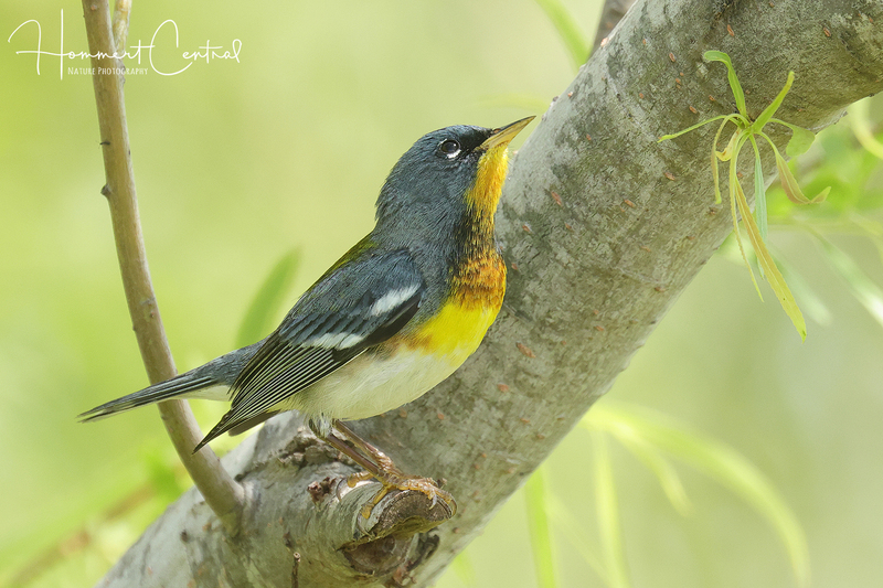 Northern Parula (08).jpg