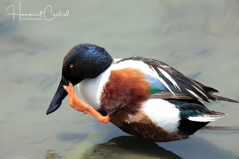 Northern Shoveler (06).jpg