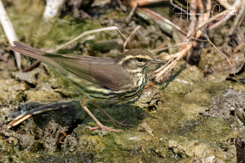 Northern Waterthrush (06).jpg
