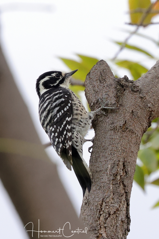 Nuttalls Woodpecker (female) (02).jpg