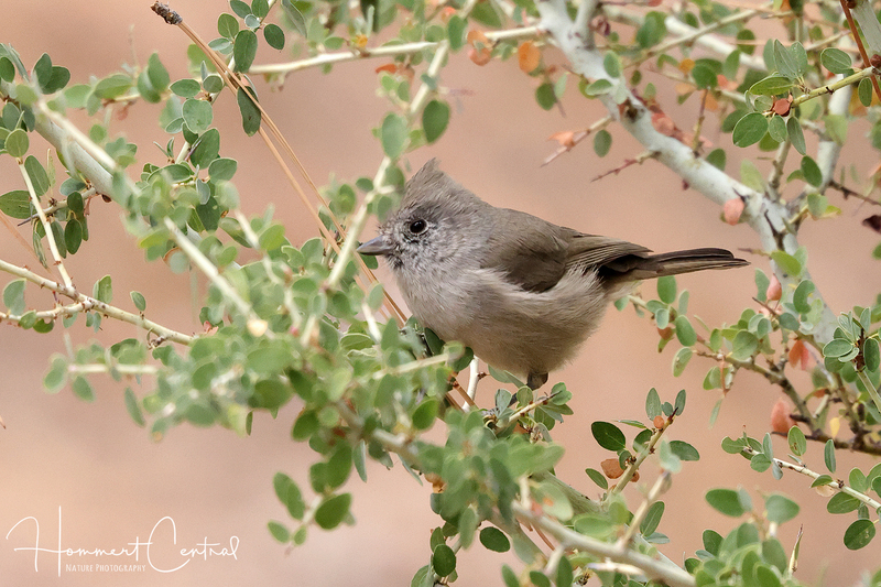 Oak Titmouse (02).jpg