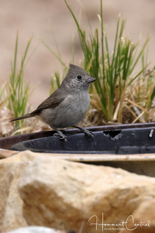 Oak Titmouse (03).jpg