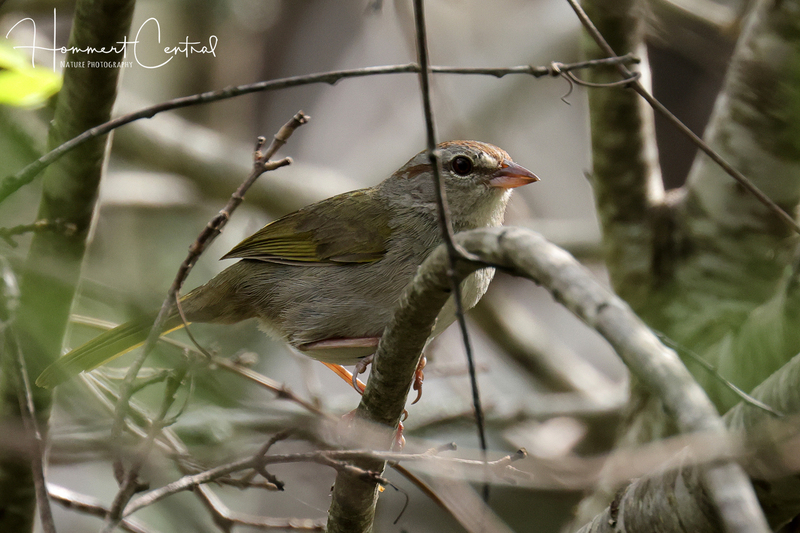 Olive Sparrow (04).jpg