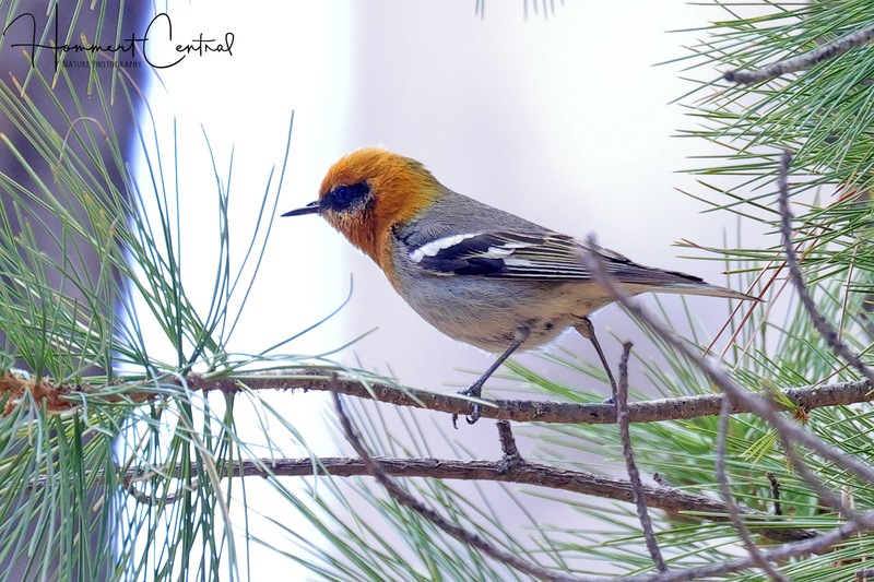 Olive Warbler (01).jpg