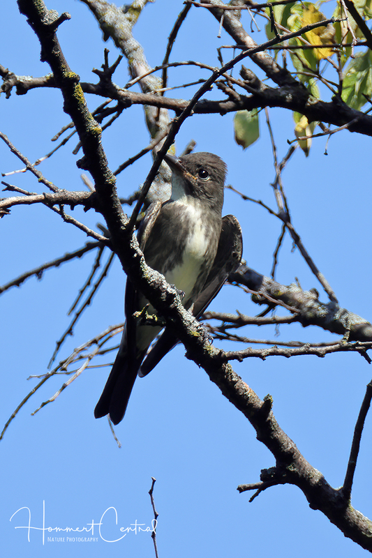 Olive-sided Flycatcher (06).jpg