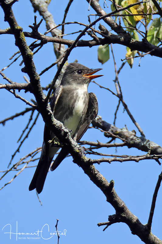 Olive-sided Flycatcher (07).jpg