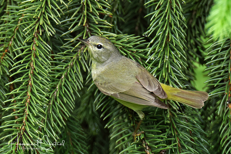 Orange-crowned Warbler (12).jpg
