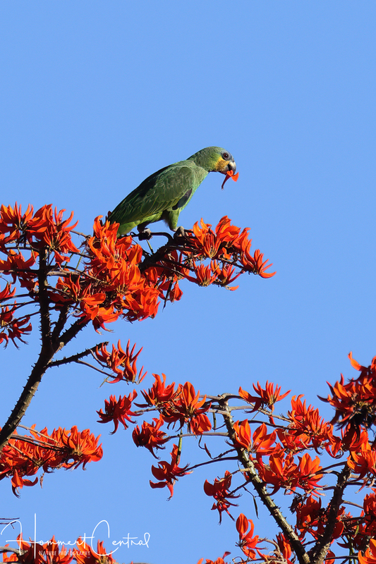Orange-winged Parrot (03).jpg