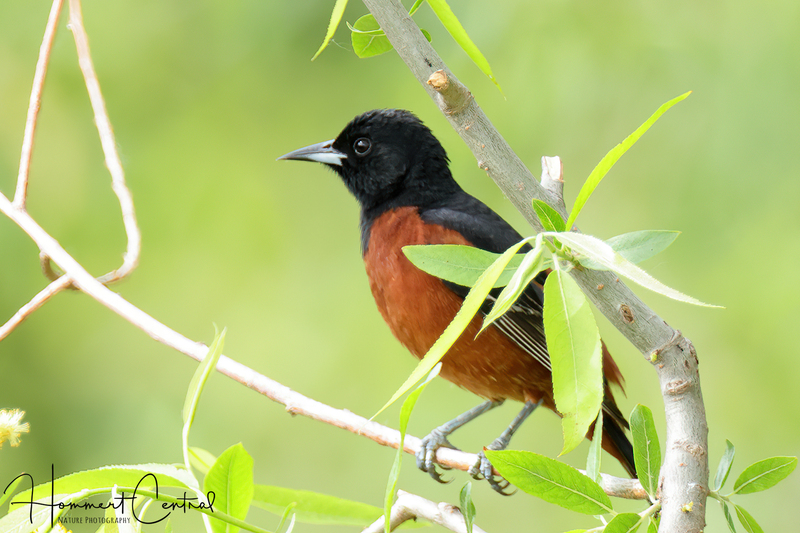 Orchard Oriole (10).jpg