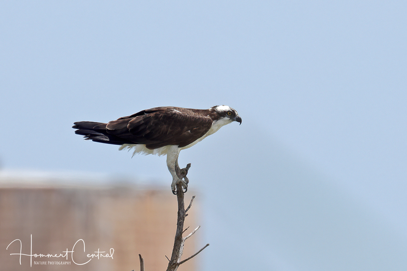 Osprey (30).jpg