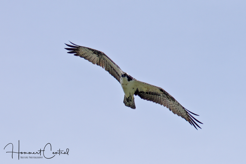 Osprey (31).jpg