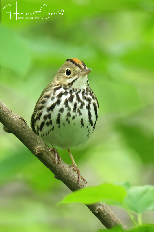 Ovenbird (07).jpg