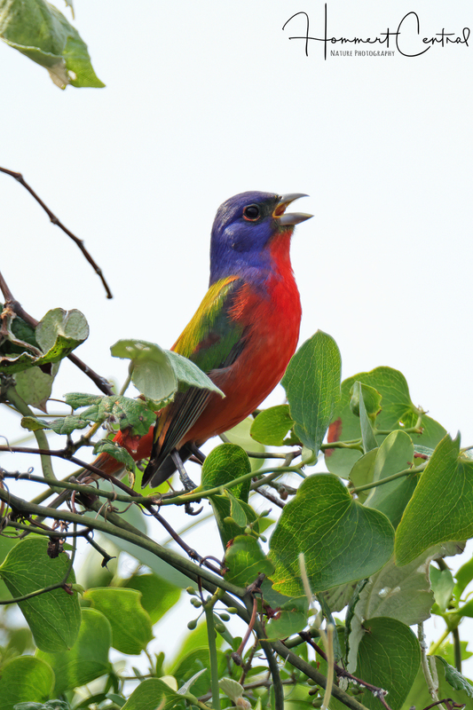 Painted Bunting (15).jpg