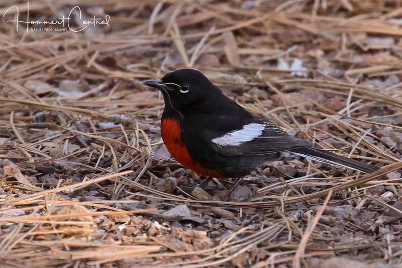 Painted Redstart  (04).jpg