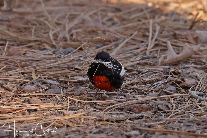 Painted Redstart (05).jpg