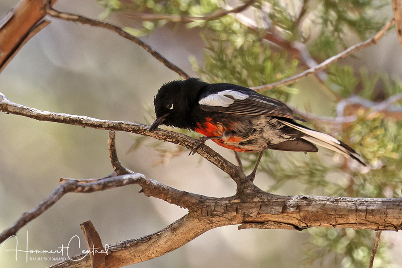 Painted Redstart (06).jpg