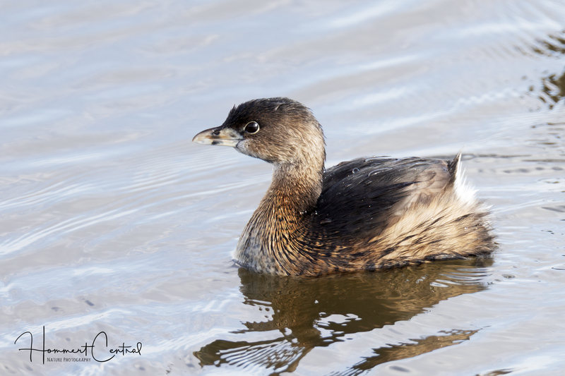 Pied-billed Grebe (breeding plumage) (06).jpg