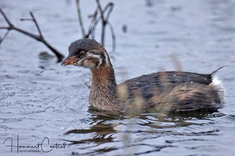 Pied-billed Grebe (immature) (06).jpg