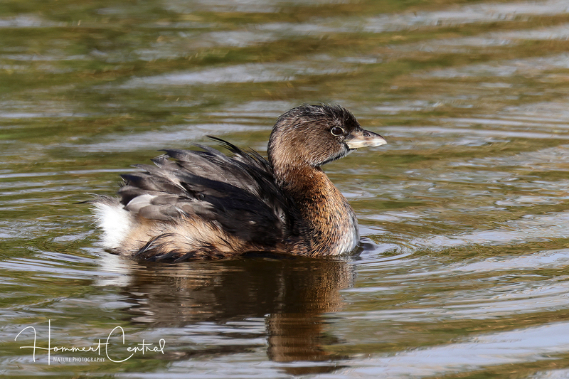 Pied-billed Grebe (nonbreeding plumage) (15).jpg