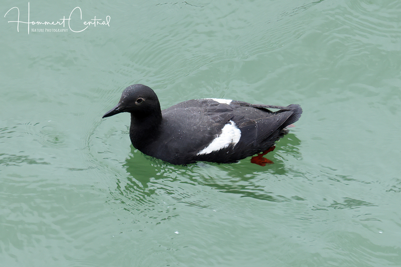 Pigeon Guillemot (03).jpg
