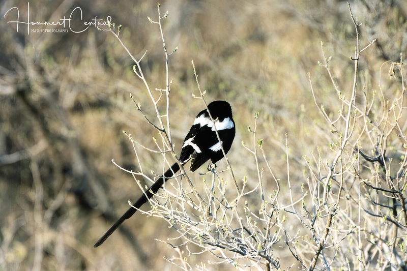 Pin-tailed Whydah (01).jpg